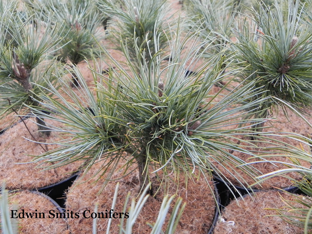 Pinus pumila 'Draijer's Dwarf'